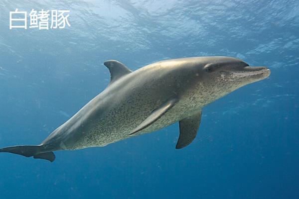 河豚的种类，分为亚马逊河豚、白鳍豚等