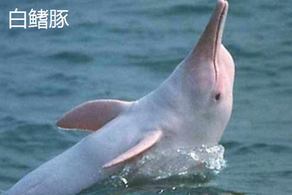 河豚的种类，分为亚马逊河豚、白鳍豚等