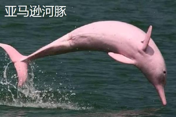 河豚的种类，分为亚马逊河豚、白鳍豚等