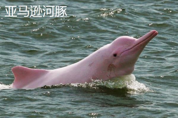 河豚的种类，分为亚马逊河豚、白鳍豚等
