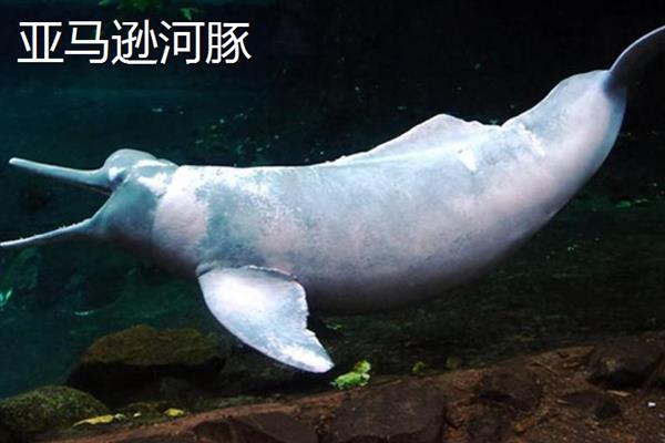 河豚的种类，分为亚马逊河豚、白鳍豚等