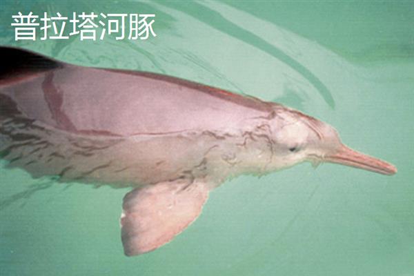 河豚的种类，分为亚马逊河豚、白鳍豚等