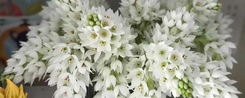 怎么养殖雀梅，春秋季节让土壤保持湿润