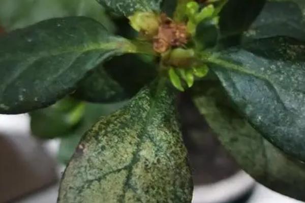 杜鹃花叶子发黑怎么处理，需严格控水并修根重栽