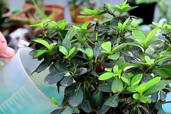 杜鹃花叶子发黑怎么处理，需严格控水并修根重栽