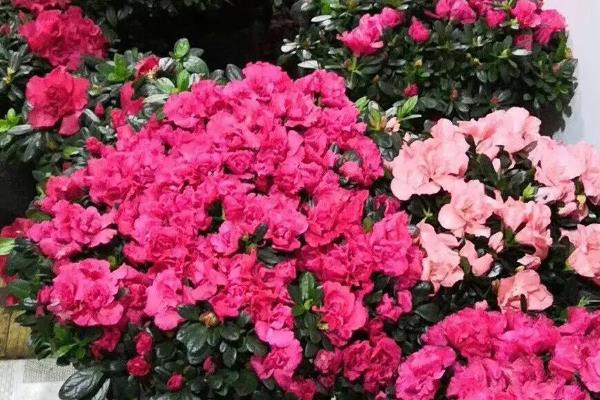 杜鹃花叶子发黑怎么处理，需严格控水并修根重栽
