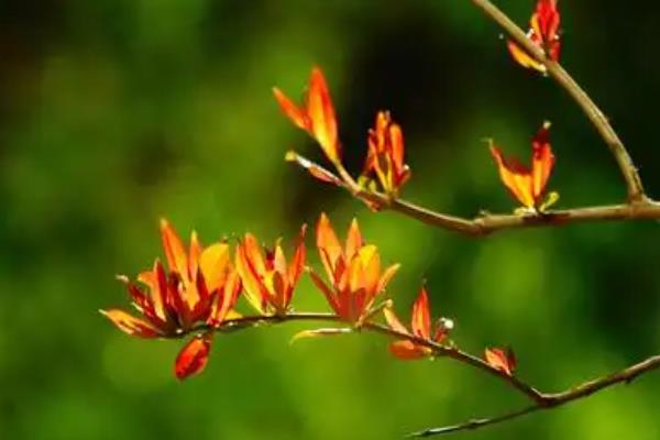 石榴为什么发芽晚，温度低、土壤板结、缺水、缺光都会导致