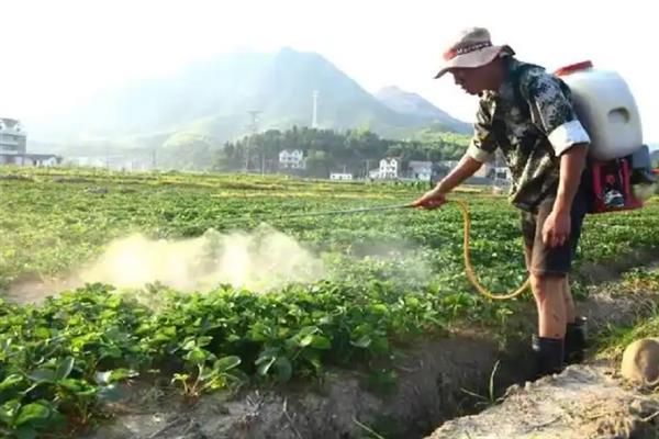 草莓的种植技术，浸种催芽处理后便可播种