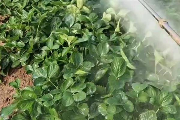 草莓的种植技术，浸种催芽处理后便可播种