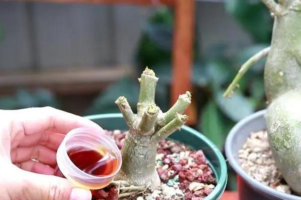 玫瑰怎么养殖，土壤的含水量需保持在50-70%左右