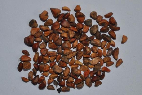 玫瑰怎么养殖，土壤的含水量需保持在50-70%左右