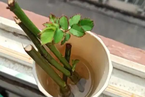玫瑰怎么养殖，土壤的含水量需保持在50-70%左右