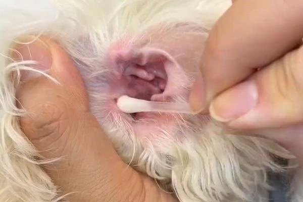 狗狗耳朵发炎的原因，可能是外部伤害或耳道积水所致