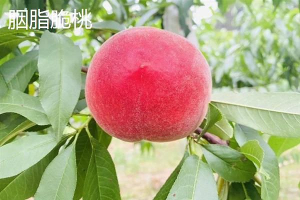桃子有几种，在全球有1000多个品种