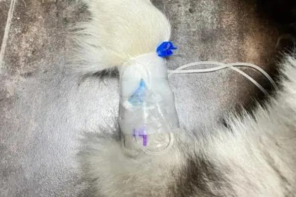 狗狗耳朵发炎的原因，可能是外部伤害或耳道积水所致