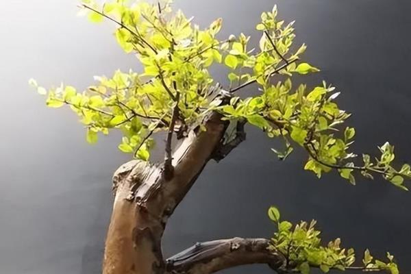 怎么养殖雀梅，春秋季节让土壤保持湿润