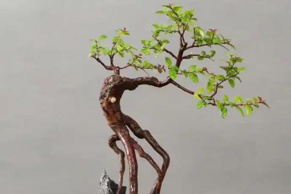 怎么养殖雀梅，春秋季节让土壤保持湿润