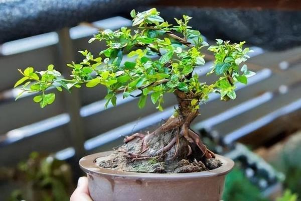 怎么养殖雀梅，春秋季节让土壤保持湿润