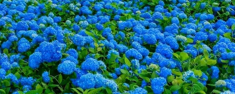 无尽夏的花语，寓意终会团聚、美满的婚姻等