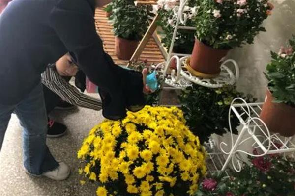 盆栽菊花怎么养，生长期需要每天14.5小时的日照