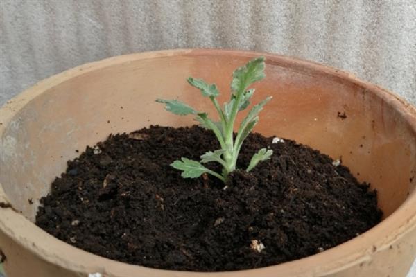 盆栽菊花怎么养，生长期需要每天14.5小时的日照