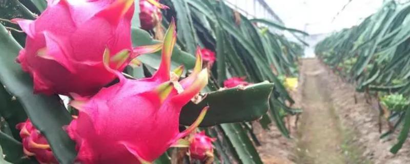 火龙果不开花不结果的原因，缺少养分和光照、花期遇雨等因素均会导致