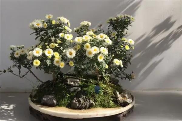盆栽菊花怎么养，生长期需要每天14.5小时的日照