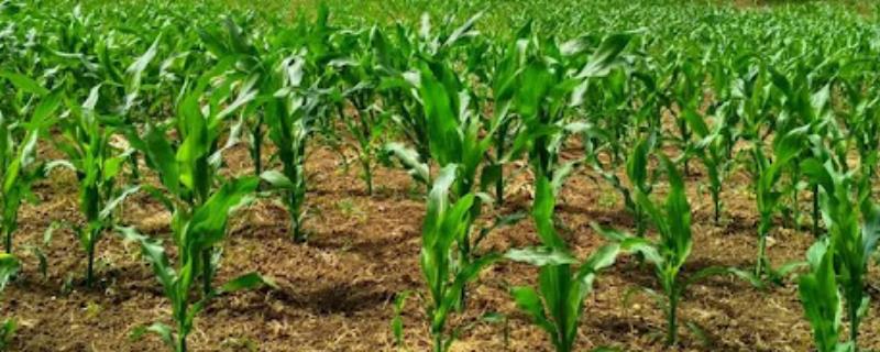 双惠88玉米的特征特性，对大斑病、茎腐病等病害具有抗性