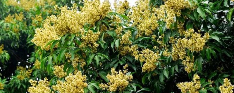 桂味荔枝打什么药可以催花，可以打赤霉素催花