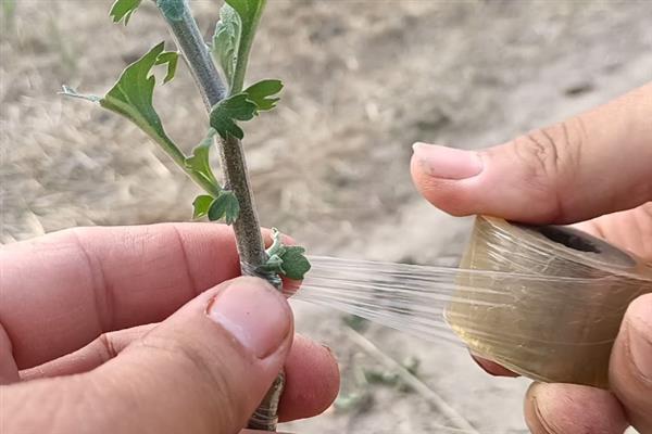盆栽菊花怎么养，生长期需要每天14.5小时的日照
