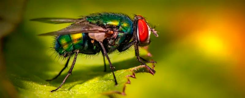 苍蝇怕什么东西，苍蝇怕动物、微生物等
