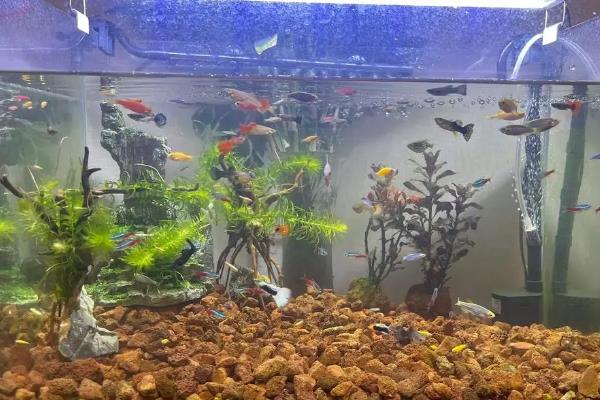 用什么清理鱼缸中的鱼屎，可以用过滤设备清理