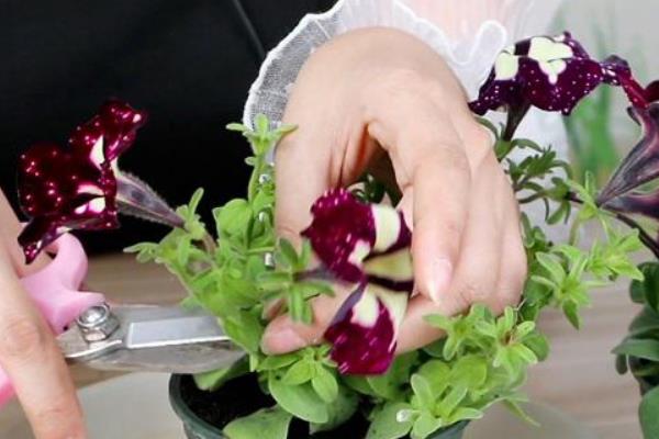 矮牵牛的寿命，一般为1-2年左右
