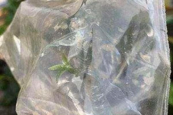 金弹子老桩生根的方法，上盆前可将主根修剪掉