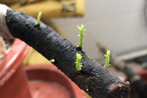 金弹子老桩生根的方法，上盆前可将主根修剪掉
