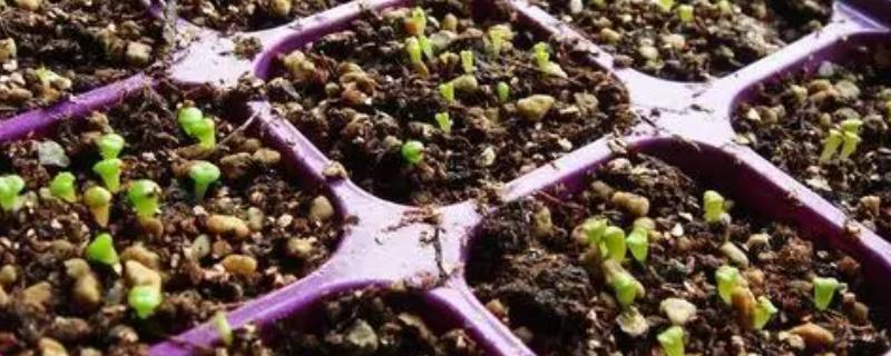 薰衣草种子怎么挑选，一定要挑选饱满无霉菌的种子