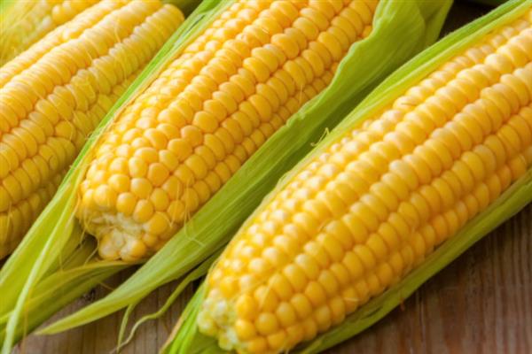 双惠88玉米的特征特性，对大斑病、茎腐病等病害具有抗性