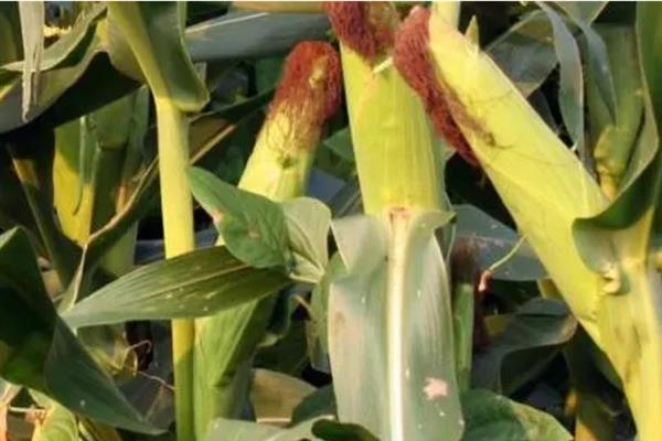 双惠88玉米的特征特性，对大斑病、茎腐病等病害具有抗性