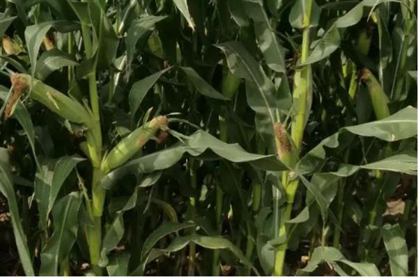 双惠88玉米的特征特性，对大斑病、茎腐病等病害具有抗性
