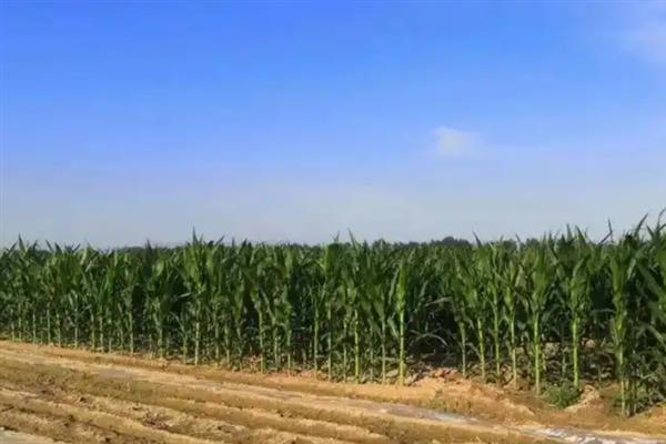 双惠88玉米的特征特性，对大斑病、茎腐病等病害具有抗性