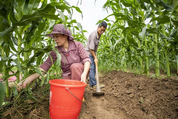 双惠88玉米的特征特性，对大斑病、茎腐病等病害具有抗性