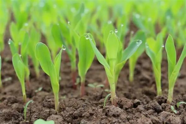 双惠88玉米的特征特性，对大斑病、茎腐病等病害具有抗性