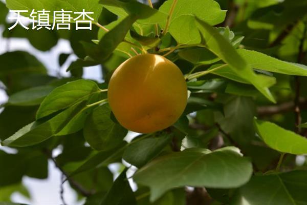 山西天镇县的特产，有胡麻油、唐杏等