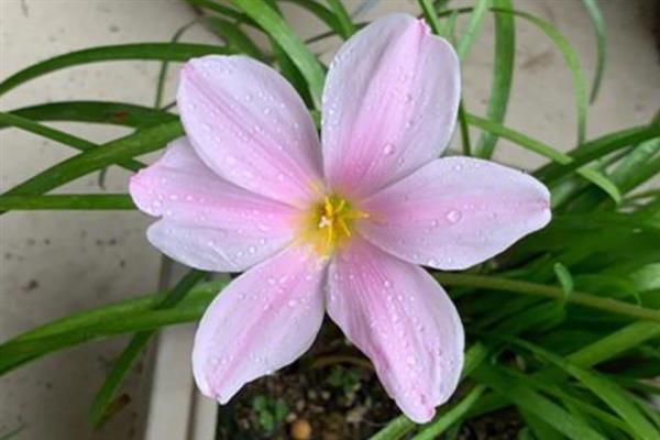 风雨兰黄叶的原因，可能是光照强烈、施肥过多所致