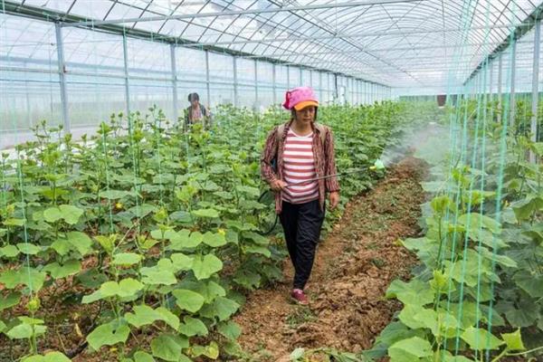 大棚蔬菜的施肥注意事项，粪肥一定要腐熟好再施