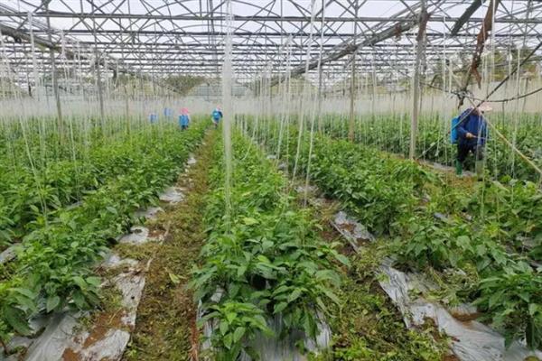 大棚蔬菜的施肥注意事项，粪肥一定要腐熟好再施