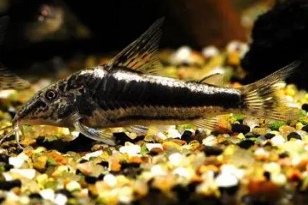 金背太空鼠鱼好不好养，饲养难度较大