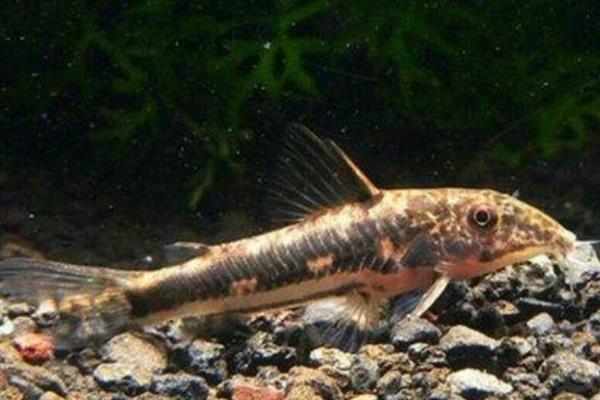 金背太空鼠鱼好不好养，饲养难度较大