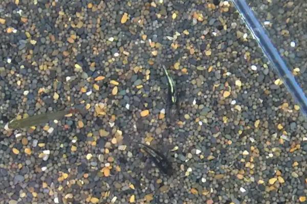 金背太空鼠鱼好不好养，饲养难度较大