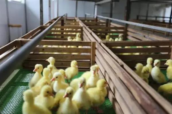 小鹅站立不稳不吃食的原因，可能是缺乏营养或患上关节型痛风所致